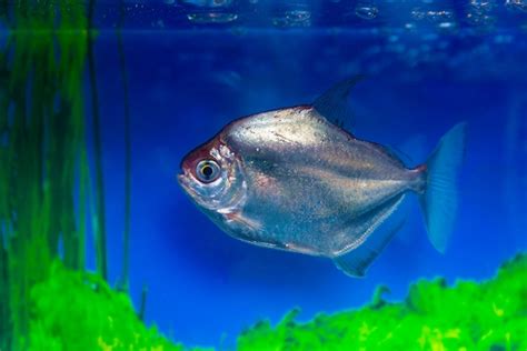 Premium Photo Metynnis Silver Herbivorous Piranha Fish Dollar