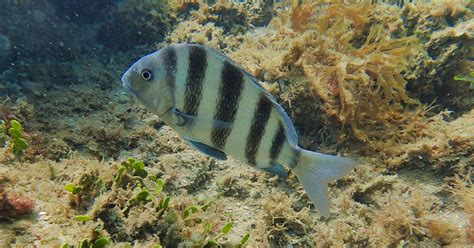 How To Rig The Best Baits For Sheepshead Fishing