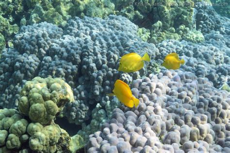 Yellow Tang Zebrasoma Flavescens Dsc Kris Bruland