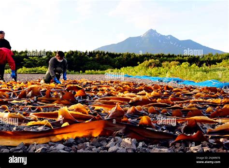 Fishermen Collect Rishiri Konbu Kelp At The Beach With Mt Rishiri In