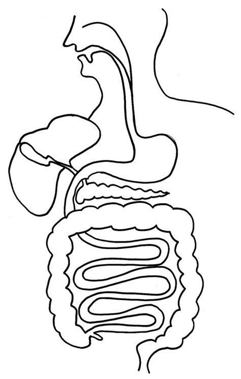 coloriage du corps le système digestif Tête à modeler