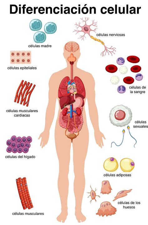 Tipos de células La estructura de los seres vivos