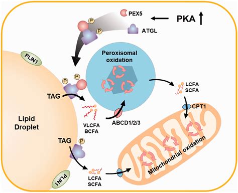 Hints On Atgl Implications In Cancer Beyond Bioenergetic Off