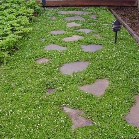 Creeping Speedwell Ground Cover Seeds Veronica Repens 50seeds