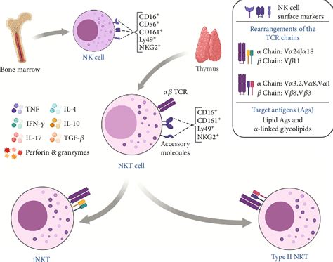 Pdf Translating Unconventional T Cells And Their Roles In Leukemia