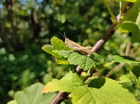 Hoe Sprinkhanen Bestrijden In De Tuin Zijn Ze Schadelijk