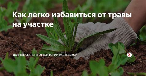 Как легко избавиться от травы на участке | Виктория Радзевская - Дачные ...
