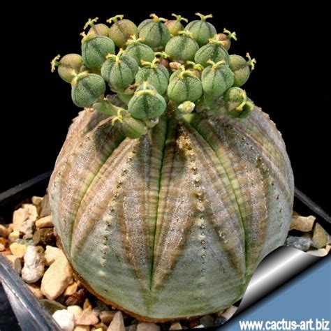 Euphorbia obesa - Alchetron, The Free Social Encyclopedia