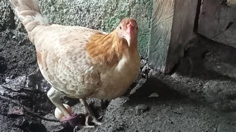 Nakawin Ko Na Naman Itlog Ni Inahin Manok Mangitlog Kapa Manok Para