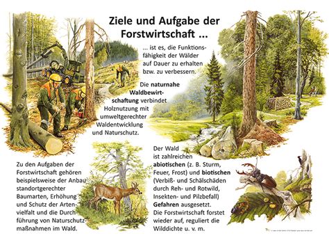 Ziele und Aufgabe der Forstwirtschaft Ökologie Lehrtafeln Natur