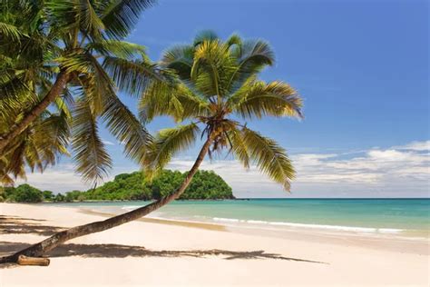 Coconuts on the beach — Stock Photo © pierivb #2890412