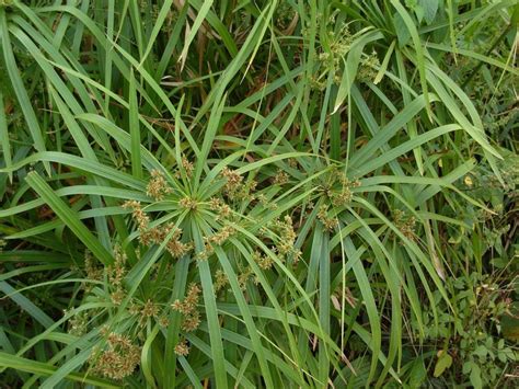 Cyperus Alternifolius Acacia Llc