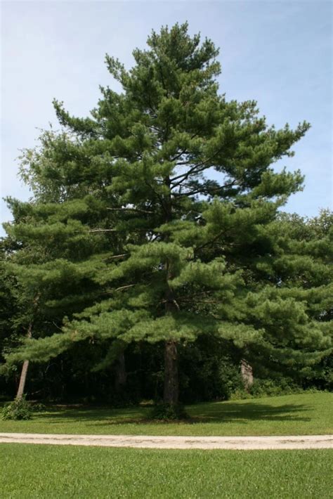 Eastern White Pine Artofit