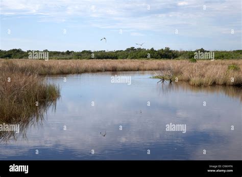 Flooded Grasslands And Mangrove Forest In The Florida Everglades Usa