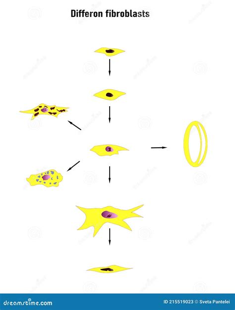 Differon Fibroblasts Scheme Formation Of The Extracellular Matrix