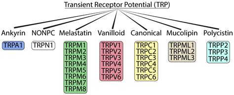 Biomolecules Free Full Text Trp Channels In Cancer Signaling