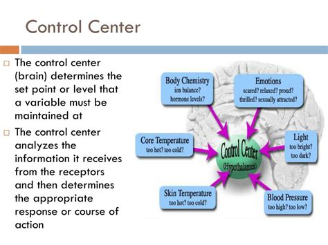 Control Center Diagram Anatomy Homeostatic Control System Di