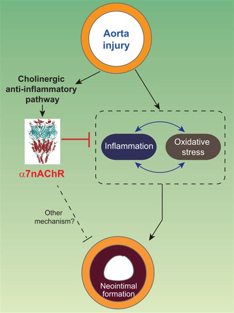 Cholinergic Anti Inflammatory Pathway Inhibits Neointimal Hyperplasia