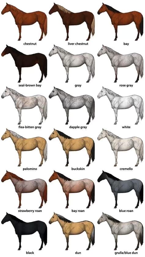 Horse Breeds Artofit