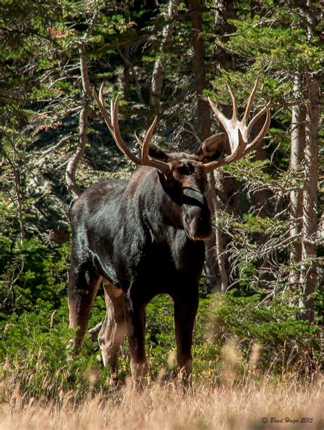 Dsc1135 Moose At Rocky Mountain National Park Brad Hugo Flickr