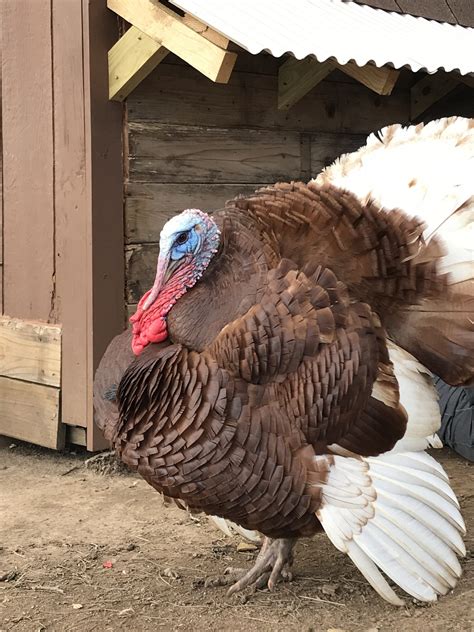 Turkey Chicken Hybrid