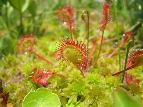 Les Plantes Carnivores D Couverte De La Carnivorit