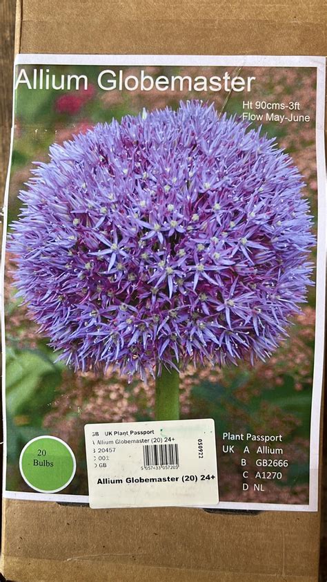 Allium ‘Globemaster’ (1 bulb) – Kew Gardener