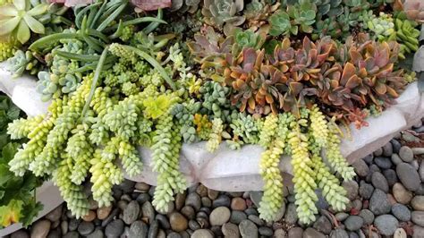 Burros Tail Sedum Morganianum Succulent Fountain Progress