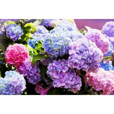 50 Yellow Lilac Seeds for Planting | Highly Prized for Bonsai or ...