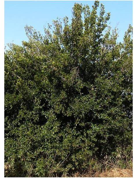 Rhamnus Alaternus Alaterne Nerprun D Europe