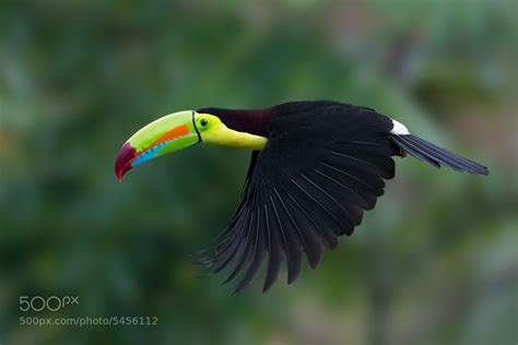 Keel-billed Toucan by Doug Brown / 500px