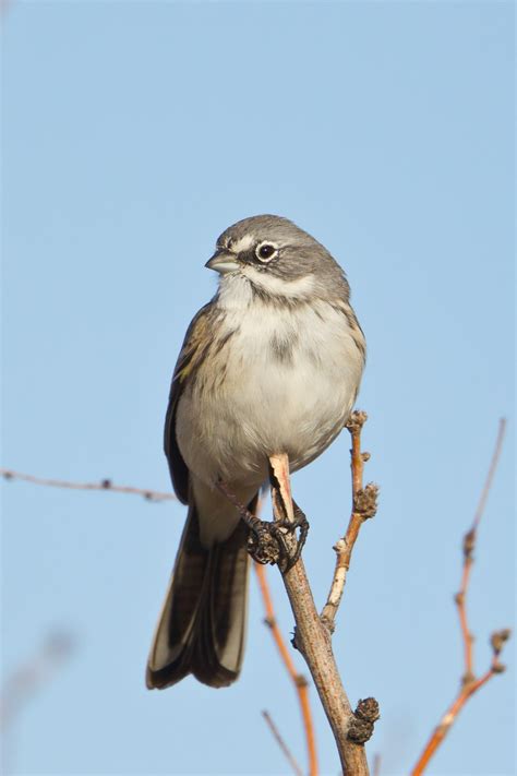 Sagebrush Sparrow (Amphisiospiza nevadensis)