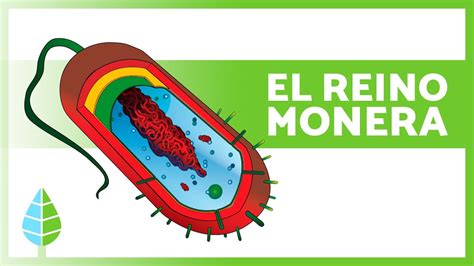 Reino Monera 🦠 Definición Características Y Clasificación Youtube