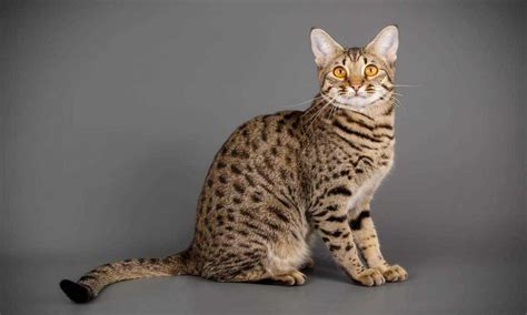 10 Cat Breeds With Big Ears Foreblog