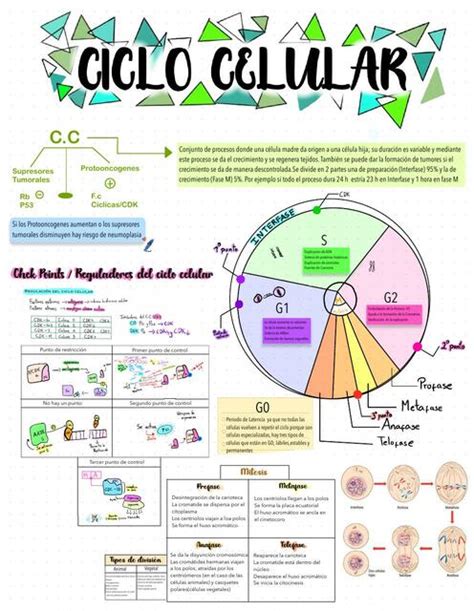 Mitosis Y Meiosis Biologia Celular Cbc Julicina Udocz Hot Sex Picture