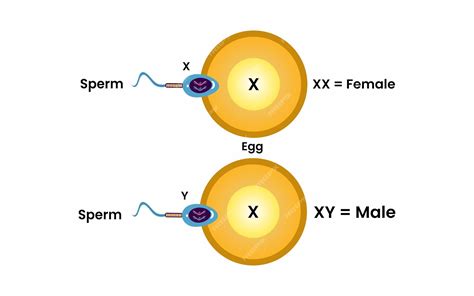 Premium Vector Sex Determination In Humans Gender Determination X And Y Chromosome