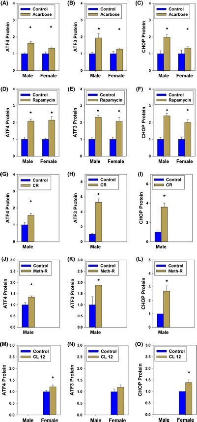 Quantitation Of Protein Expression Of Atf4 And Atf4 Targets Levels Of Download Scientific