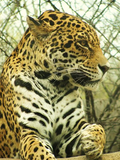 waco zoo | Big cats photography, Big cats, Waco zoo