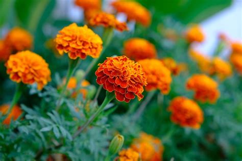 The Marigold Varieties You Might Want To Avoid Planting In Your Garden - Tiny Changes Matter