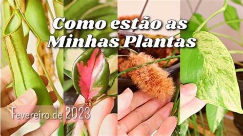 Atualiza O Como Est O Minhas Plantas Em Fevereiro De Youtube