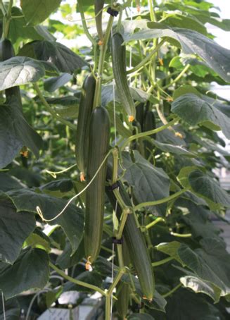 Cucumber Growing Tips