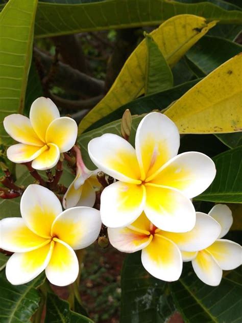 Plumeria Flowers For Hawaiian Leis Kauai Hawaii