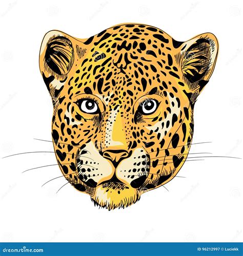 Leopard`s Head Lloking Straight Vector Illustration On White