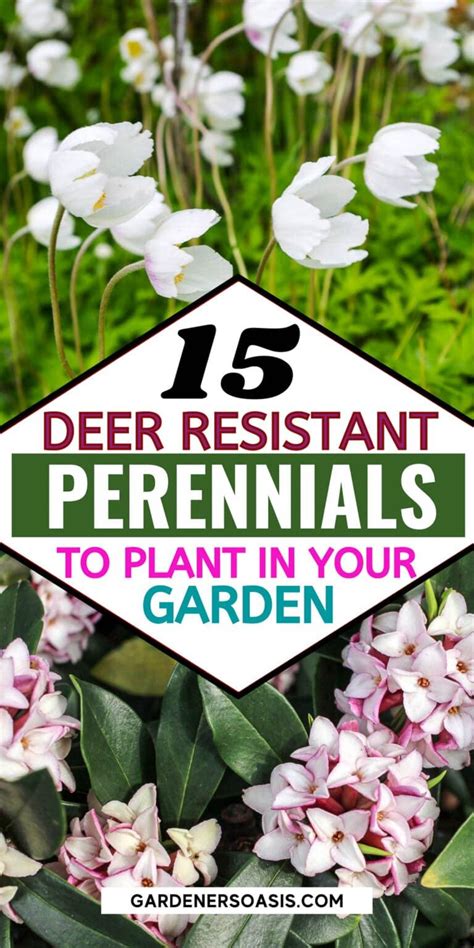 Deer resistant shade plants 15 beautiful perennials and shrubs that ...