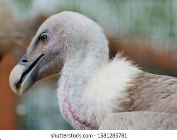 Vulture Eye Images Stock Photos Vectors Shutterstock