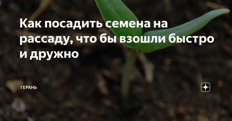 Как посадить семена на рассаду, что бы взошли быстро и дружно | Герань ...