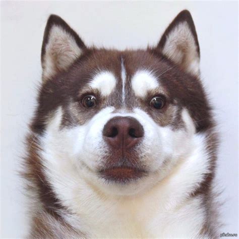 Портрет | Пикабу