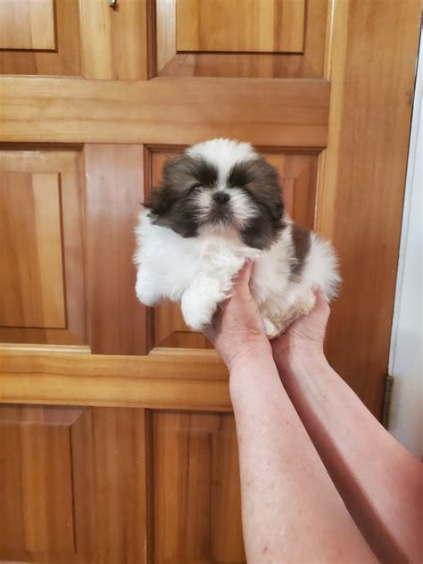 Pekingese Puppies For Sale Kingman Az 510131 Petzlover