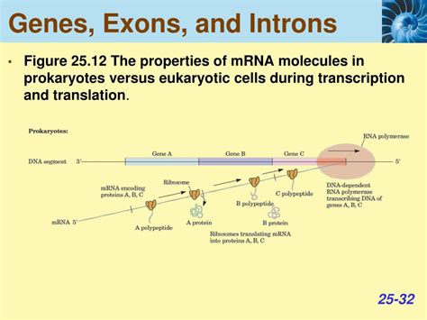 Ppt Dna Replication Transcription And Translation Powerpoint