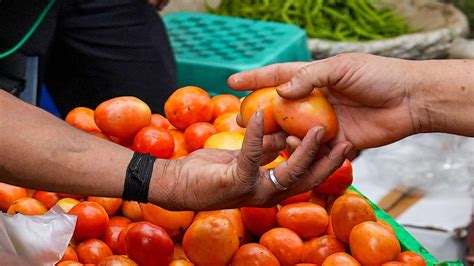 Tomato Price Hike Central Government Plans Procurement From Key Growing